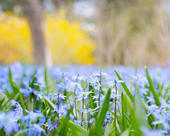 A field of blue on a beautiful Spring morning